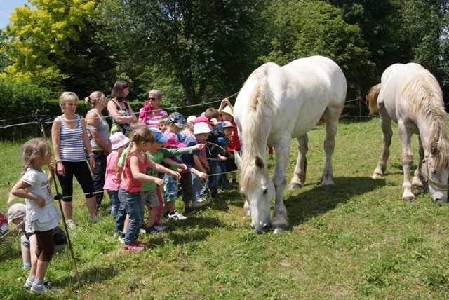 C1 cheval 2