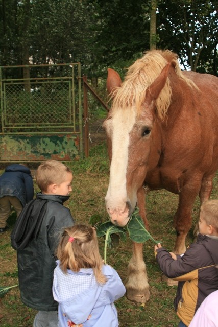 C1 cheval