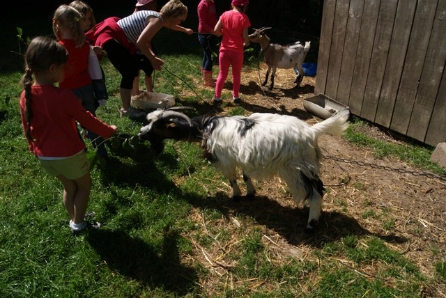C1 chevre