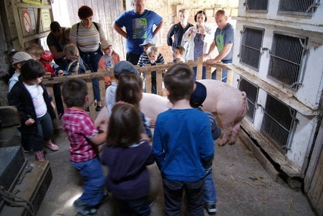 C1 cochons avec enfants