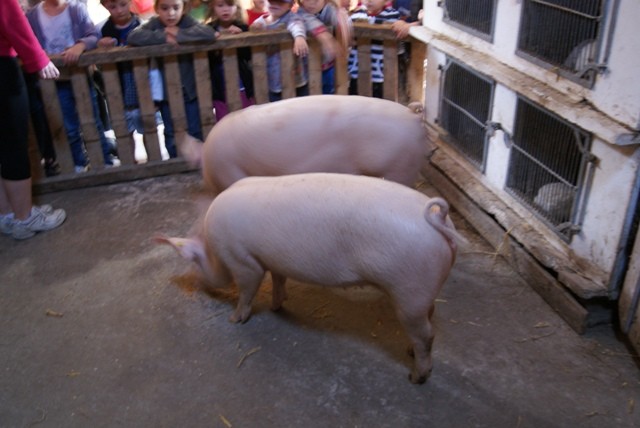 C1 cochons