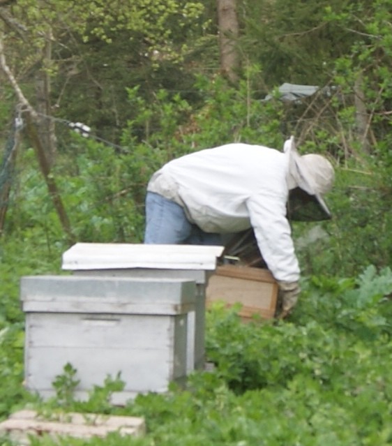 C2 abeille ruche