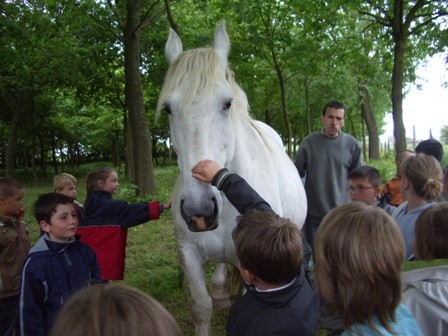 C2 cheval 1