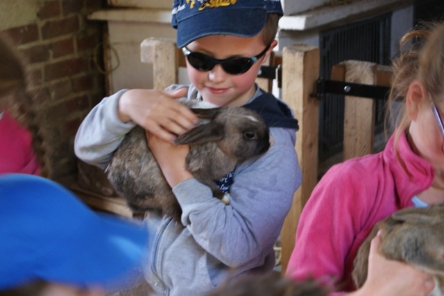 C2 lapin