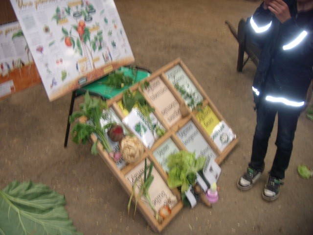 C3 potager