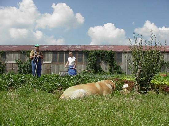 Le potager