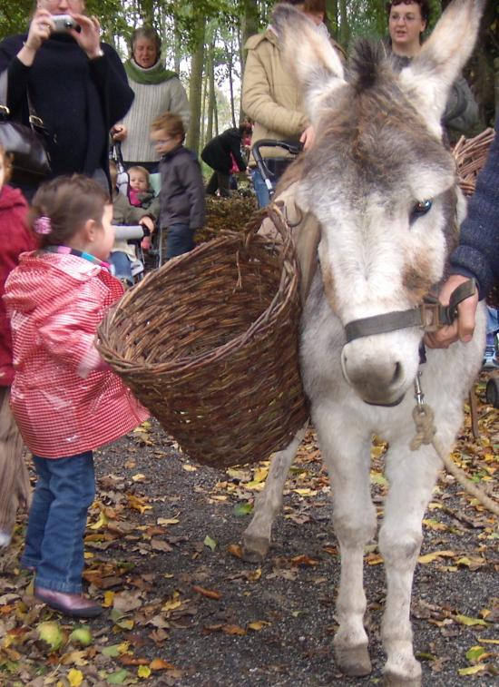 Découverte des animaux