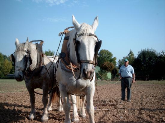 Travail au champs avec les chevaux boulonnais