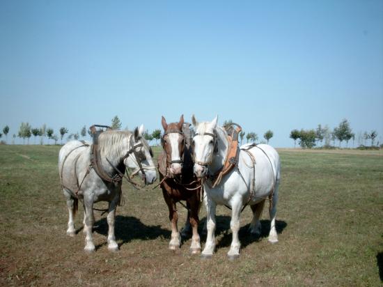 Les chevaux boulonnais