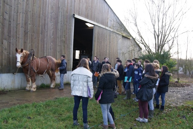 Lycee cheval attelage